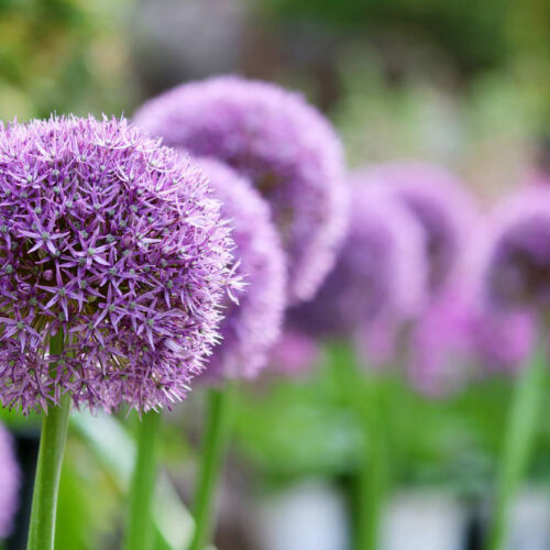 Tips voor het planten van sieruien