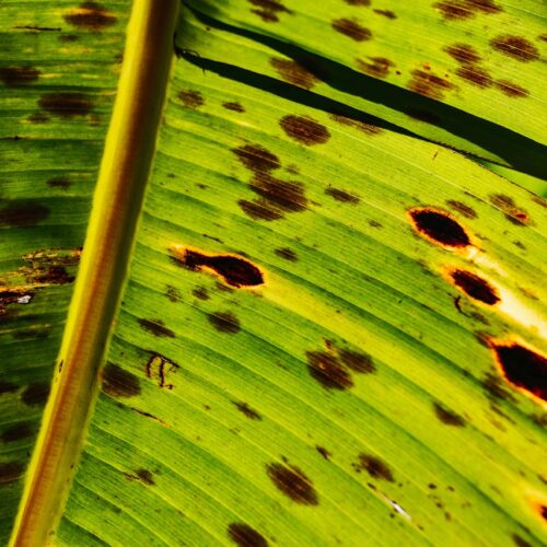 Bruine vlekken op blad kamerplant: Wat te doen en hoe te voorkomen