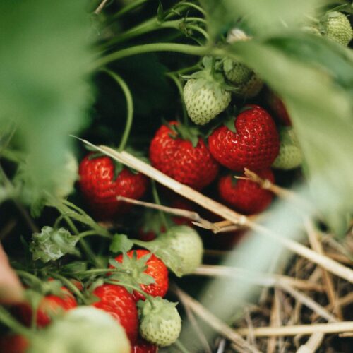 Wanneer aardbeien planten in volle grond