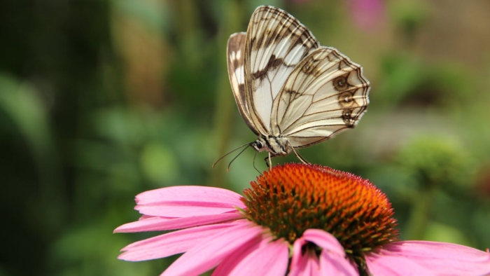 echinacea overwinteren