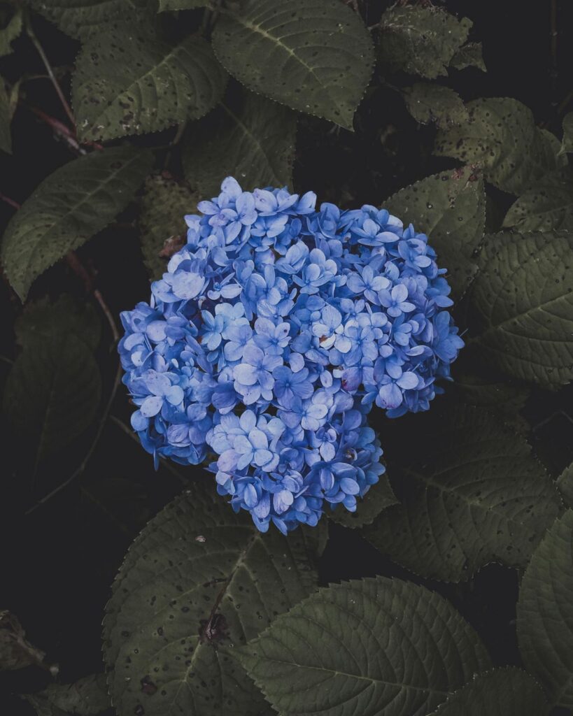 Fluweelhortensia snoeien
