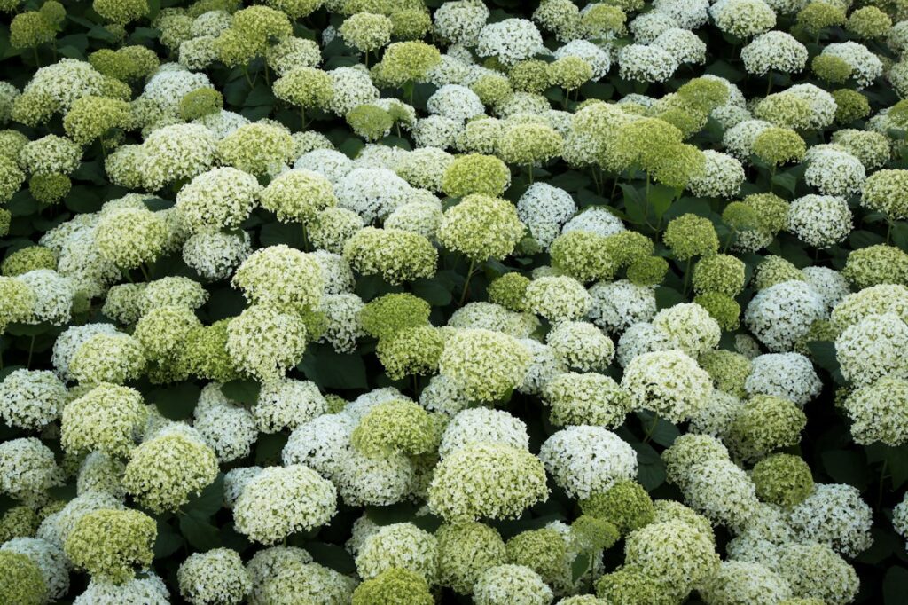 Schapenkoppen snoeien