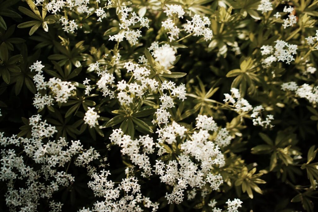 Geurende witte sterbloemen van de Choisya ternata in volle bloei in mei