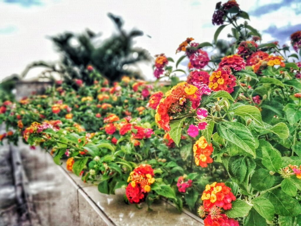 een Lantana snoeien