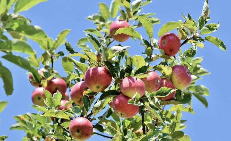 Appelboom snoeien