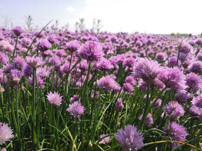 Zelf knoflook kweken