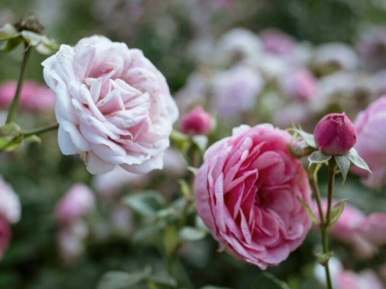 Rozen snoeien? Let goed op!