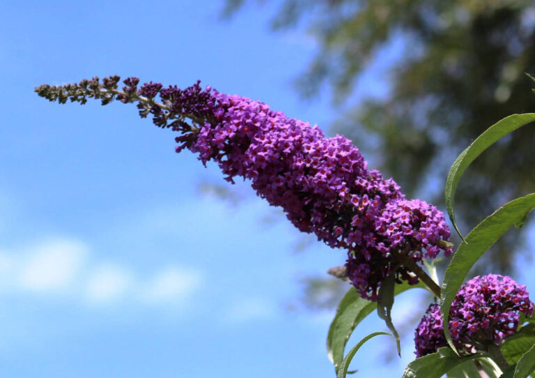 Vlinderstruik planten en snoeien