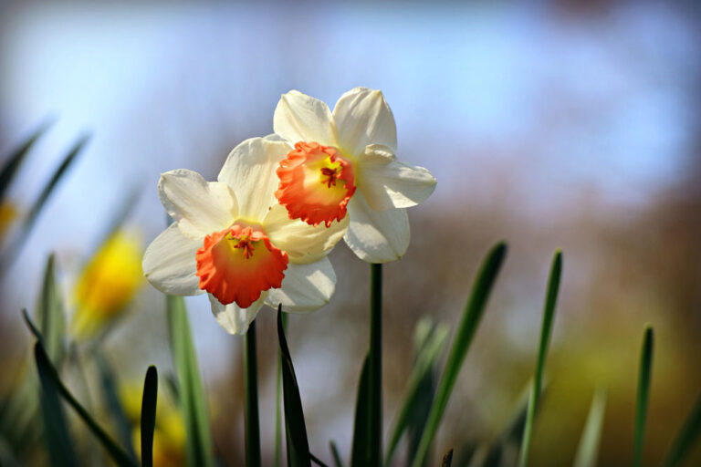 De beste vroege voorjaarsbloeiers voor je tuin