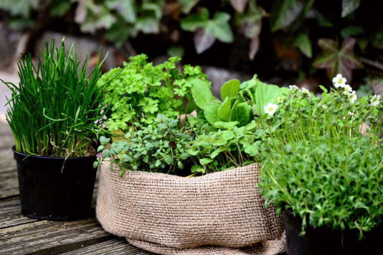 DIY: zo maak je een kruidentuin van alledaagse producten