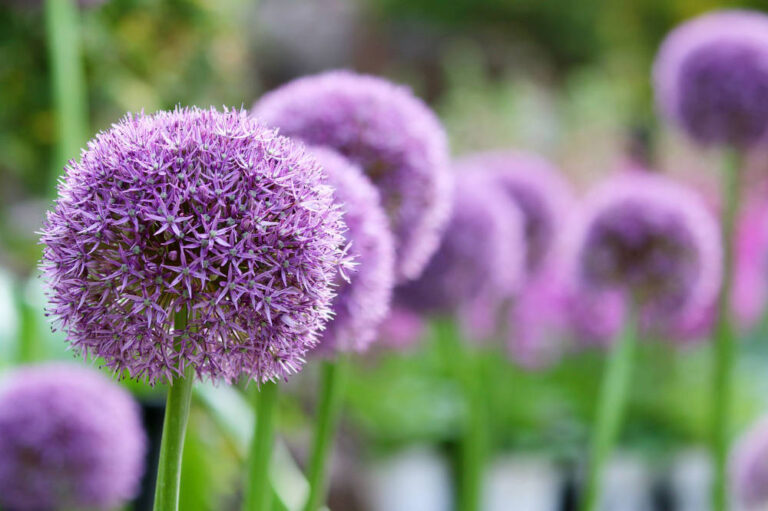 Tips voor het planten van sieruien