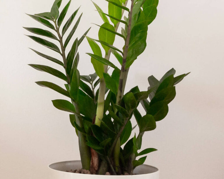 Zamioculcas: de verrassend onderhoudsarme kamerplant