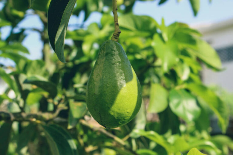 Kweek een avocado plant uit een pit met deze stappen!