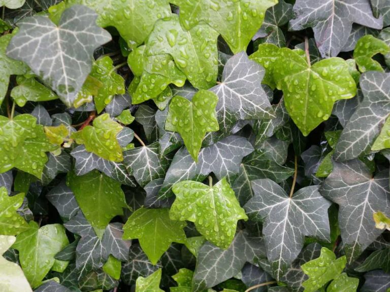 Tips voor het planten van sieruien