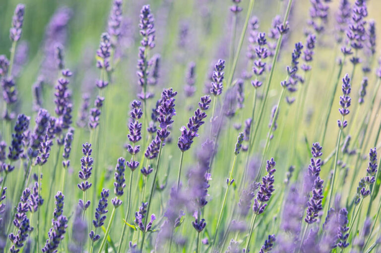 4 tips voor het verzorgen van een lavendel in pot