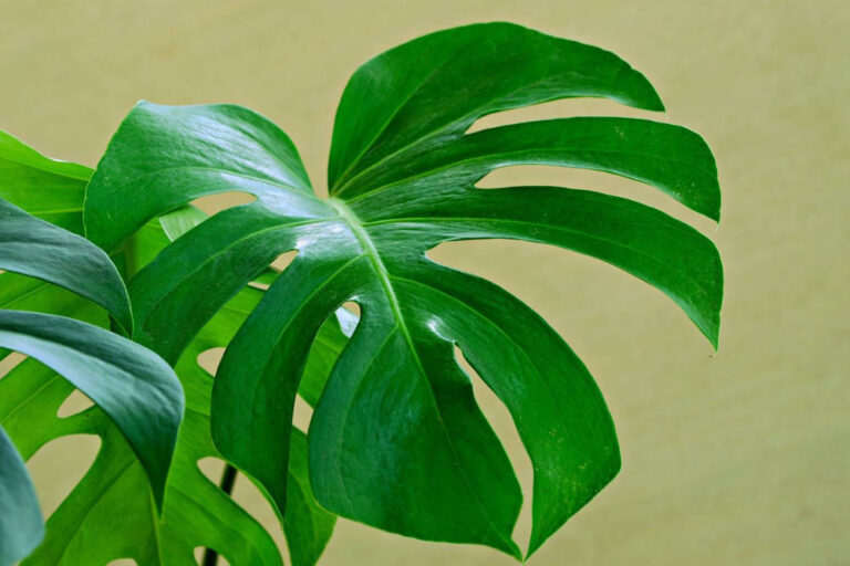De Monstera Deliciosa ofwel de gatenplant