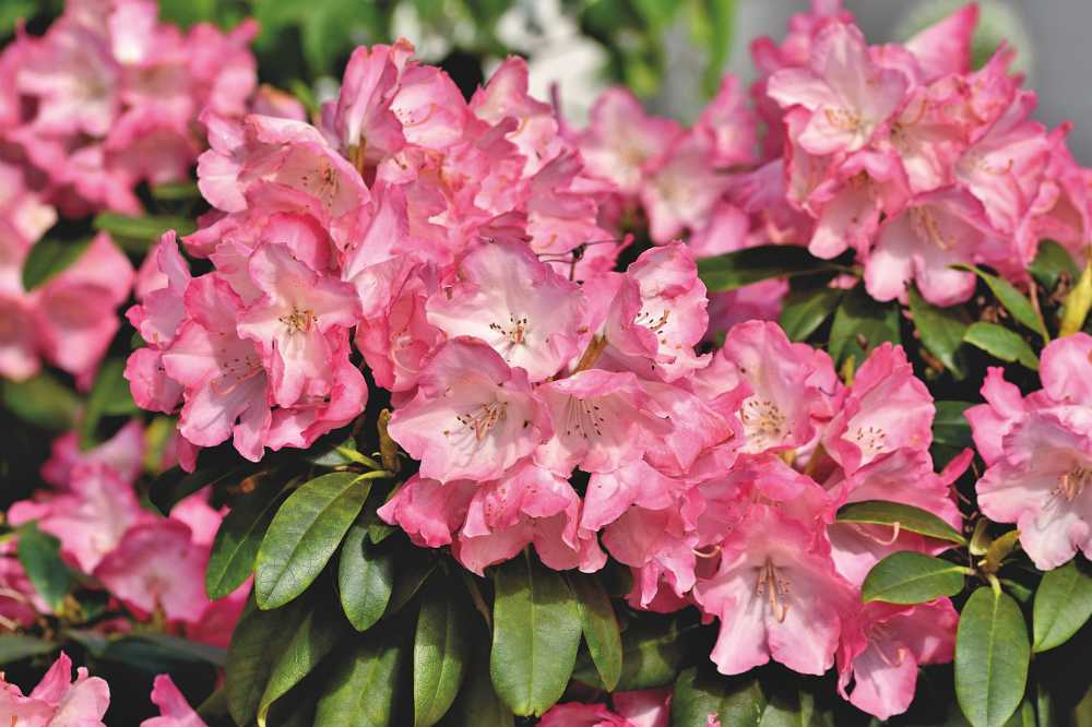 Rhododendron snoeien in de herfst