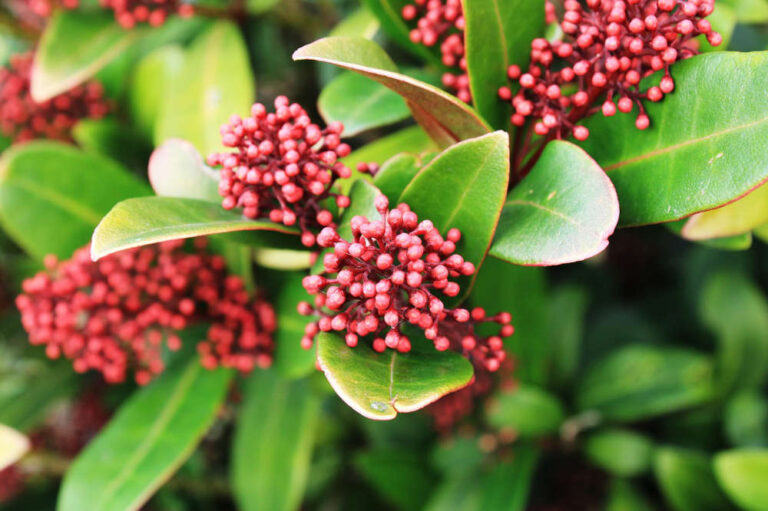 Skimmia plant: de ultieme plant voor in huis of in de tuin