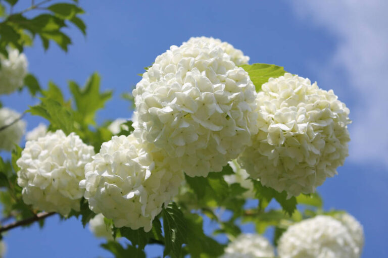Vlinderstruik planten en snoeien