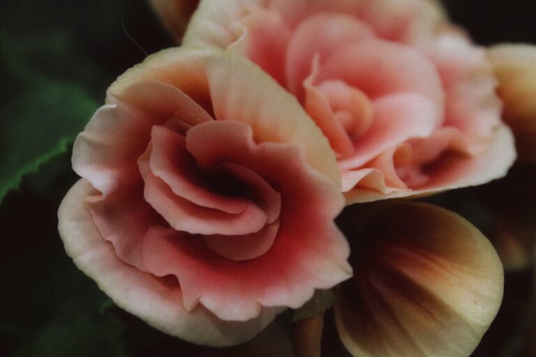 knolbegonia overwinteren