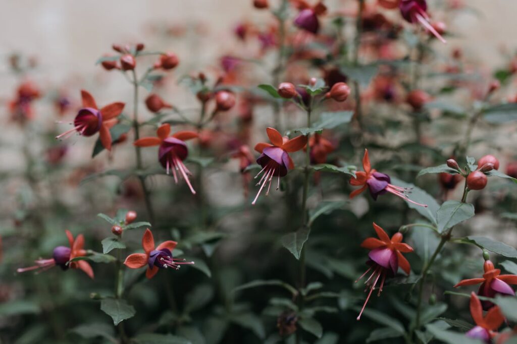 fuchsia overwinteren