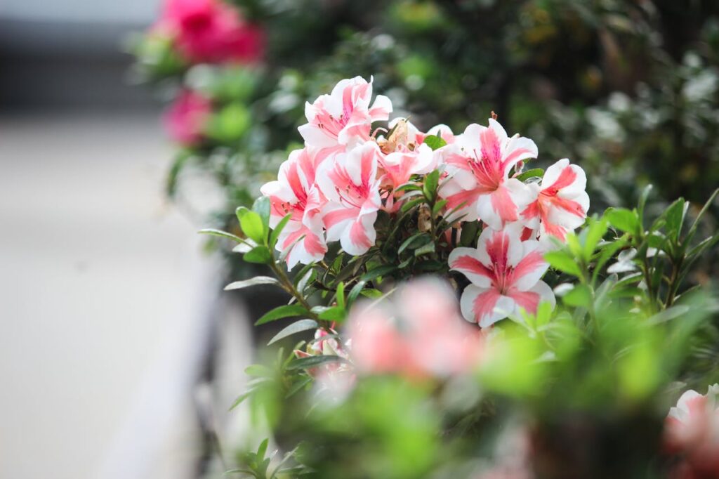 Rhodondendron