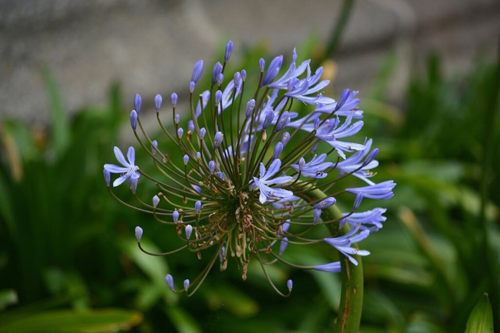agapanthus in volle grond