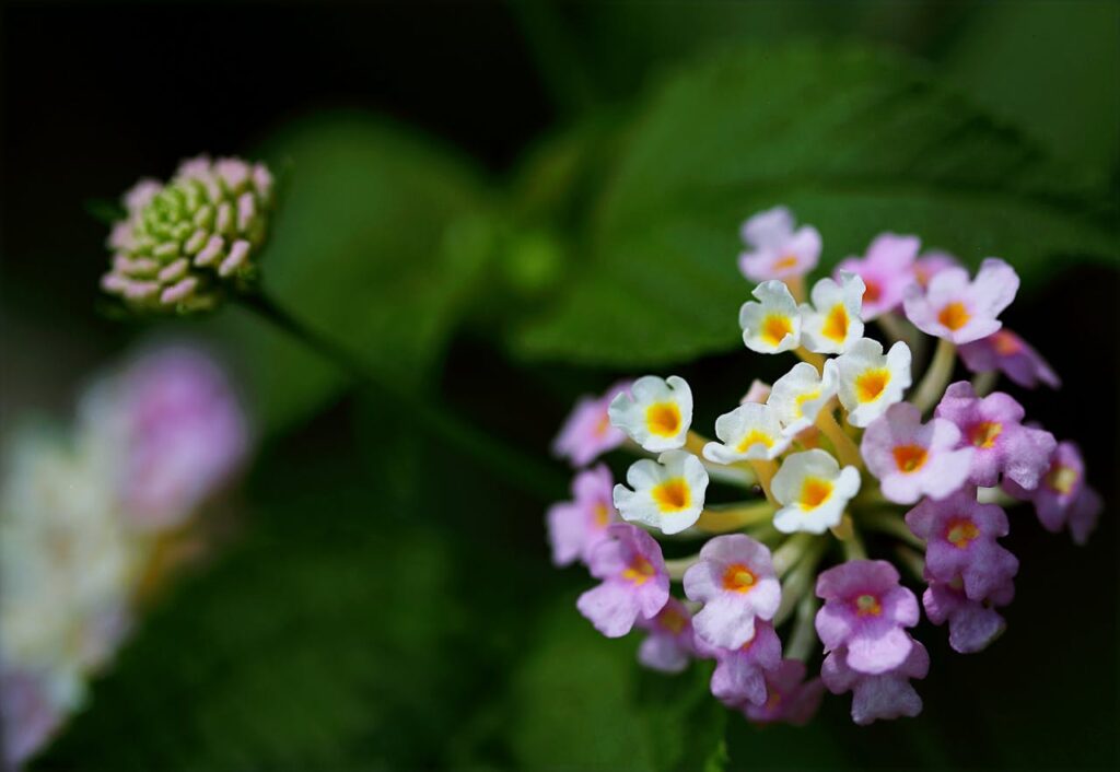 Lantana