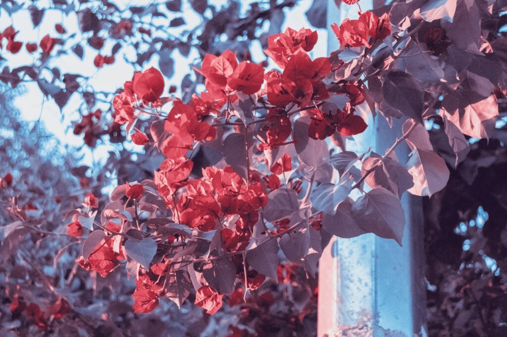 bougainvillea