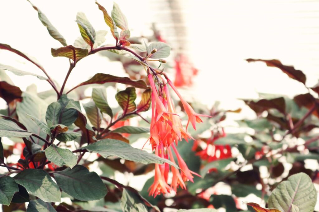 fuchsia snoeien herfst