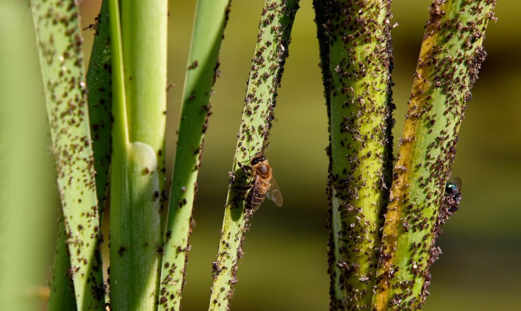 ongedierte in je tuin