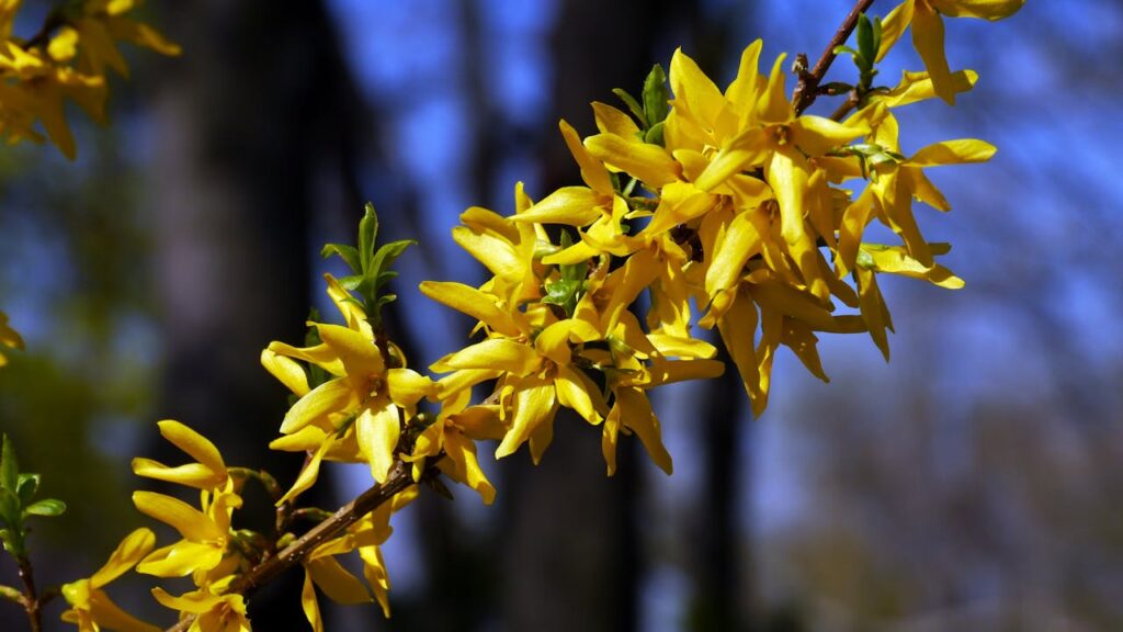 forsythia snoeien in de herfst