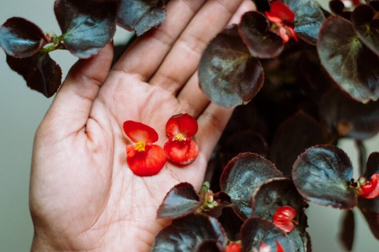 begonia overwinteren
