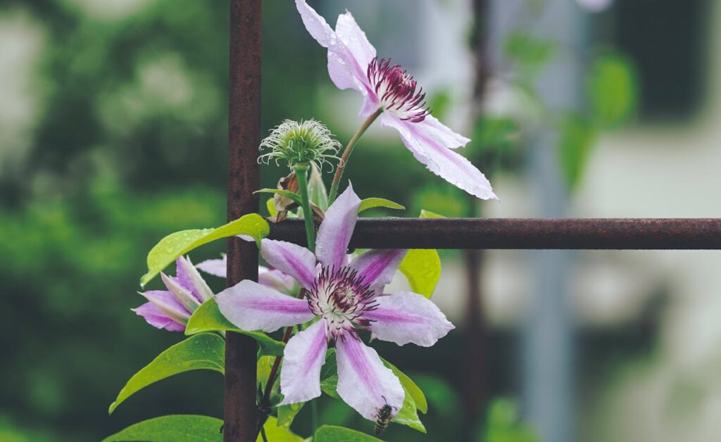 clematis snoeien in de herfst