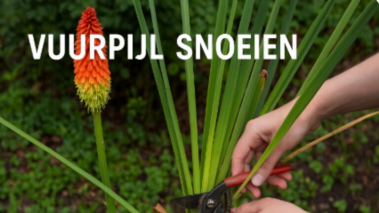 Vuurpijl snoeien (1)
